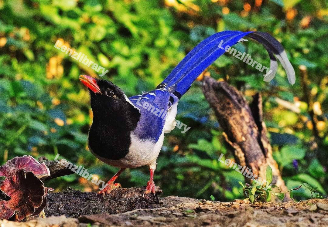 Blue Mag-pie bird